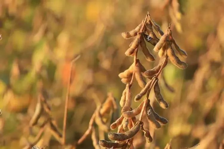 新季豆集中入市价格平稳